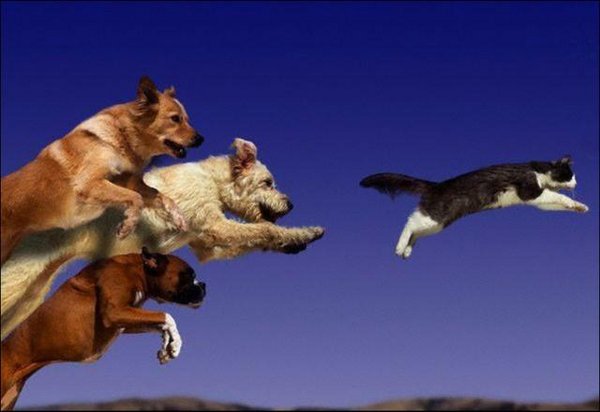 dogs-chase-cat.jpg