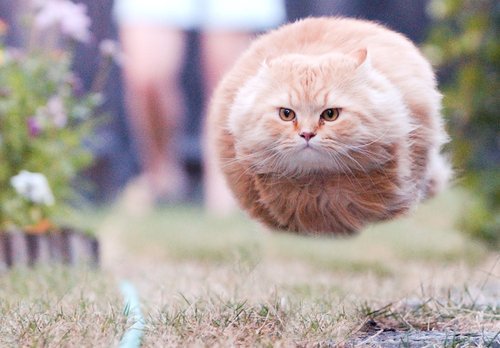 floating cat.jpg