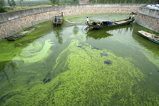algae.jpg