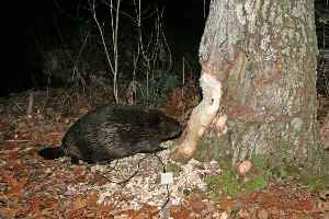 beaver-eating-tree.jpg