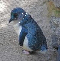 Blue_Penguin.jpg