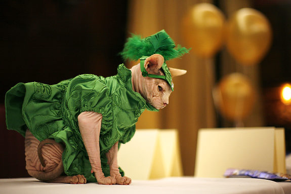 gal_cat1.jpg