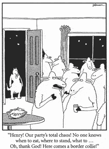 Sheep_Border_Collie_FarSide.gif