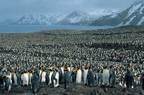 penguins.jpg