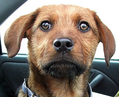 PUPPIES_002.jpg