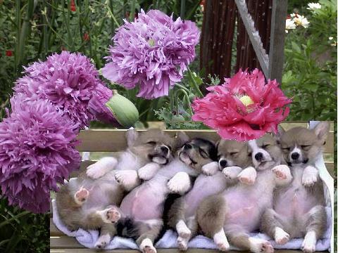 puppies and poppies.jpg