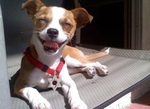 pup.jpg