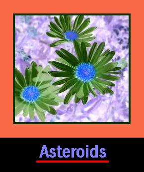 Aster 1.jpg