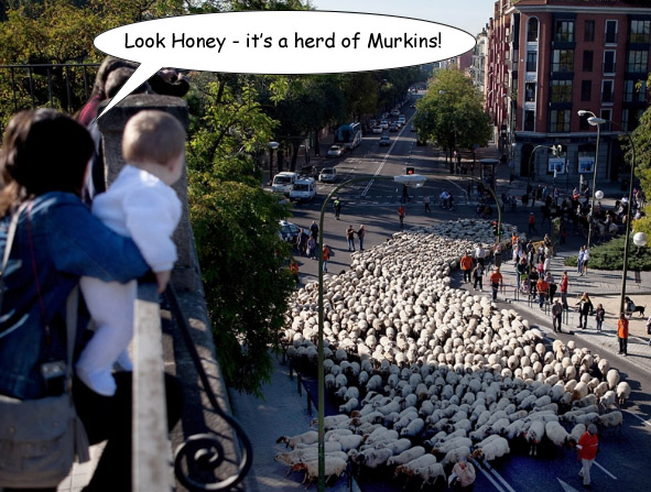 Murkins.jpg