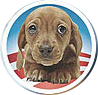 puppy.jpg
