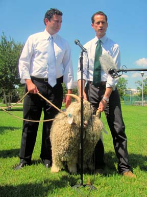goatweiner.jpg