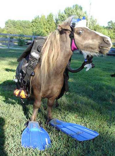 Sea_Horse.jpg