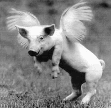 flyingpig.gif
