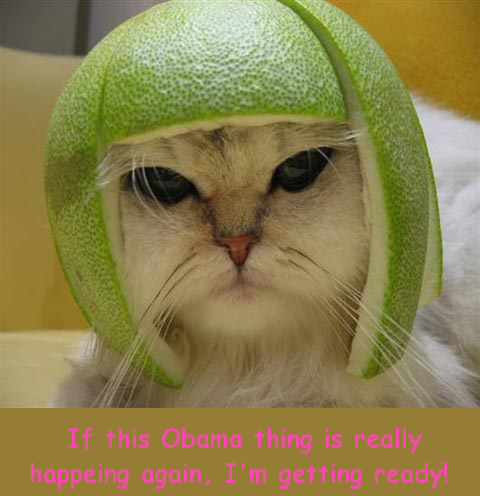 lime-cat.jpg