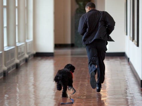 Walk the Dog.jpg
