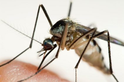 mosquito.jpg