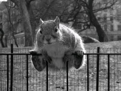 fencesitter1.jpg