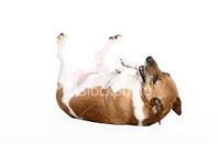 dog.jpg