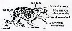 hang dog.jpg