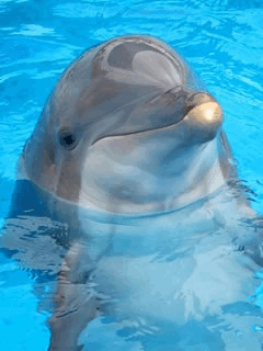sistersmiles05.gif