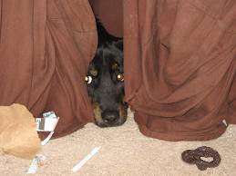 dog cowering 2.jpg