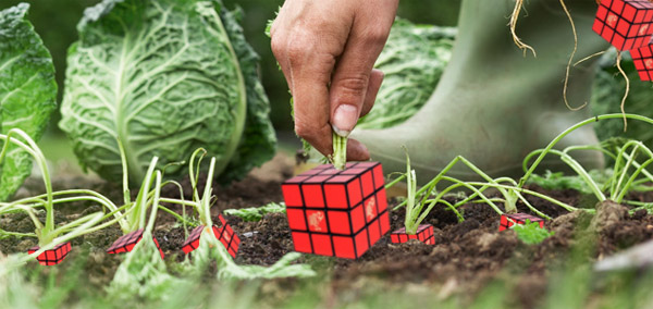 garden.jpg