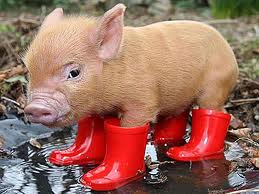 pig 2.jpg