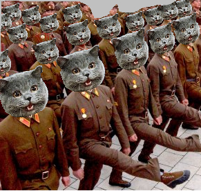 happycat.jpg