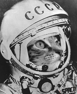 ailuronaut.jpg