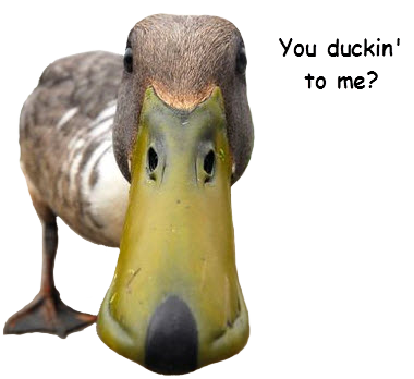 you-duckin-to-me.png