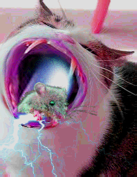 cat with mouse.png