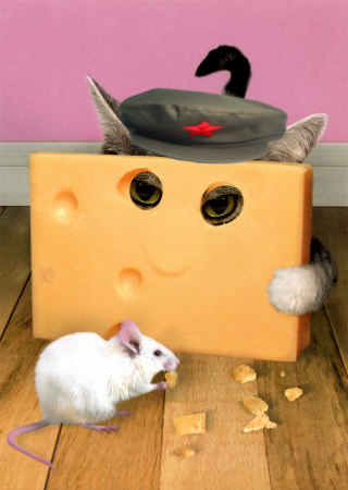 freecheese.jpg