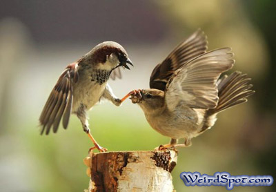 birdie shut up.jpg