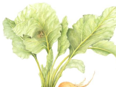 MoreCzarwearyBeets.jpg