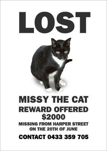 the_cat_is_missying_5.jpg