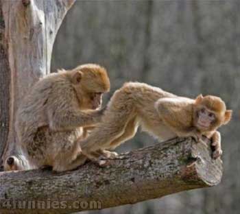 Monkey_Scan.jpg