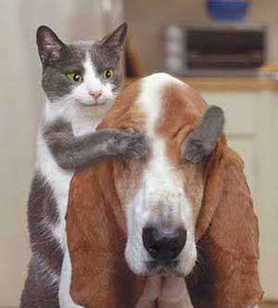 Catdog.jpg