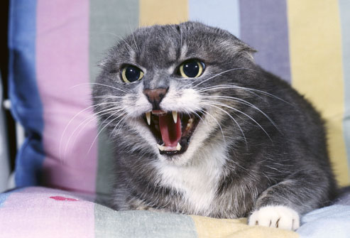 cat-backed-into-corner.jpg