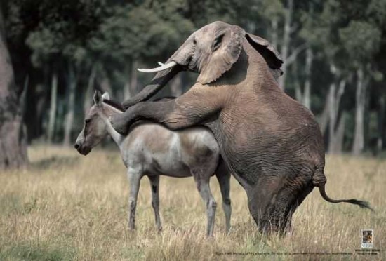 DONKEY-GIVES-ASS-550x372.jpg
