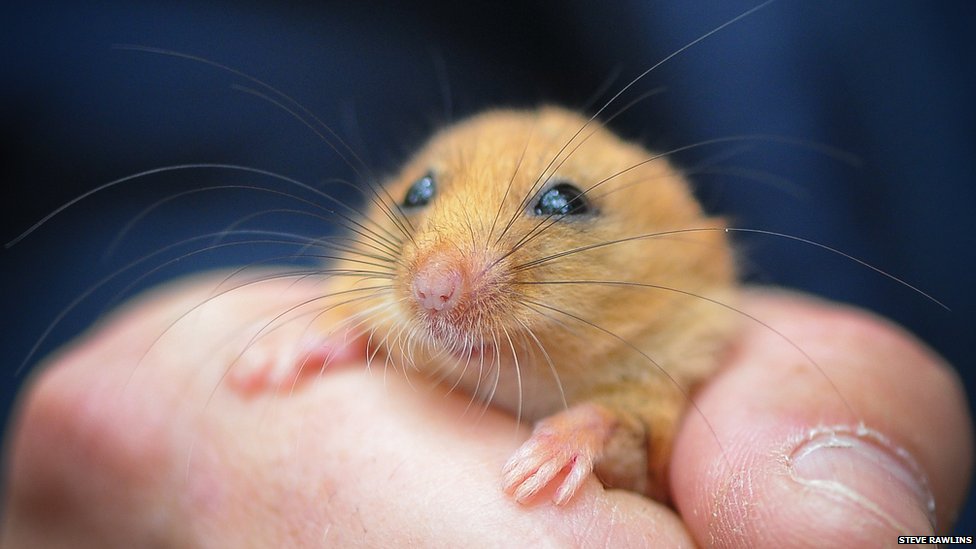 Northern doormouse.jpg