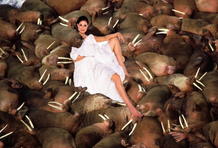 WalrusHerd.jpg