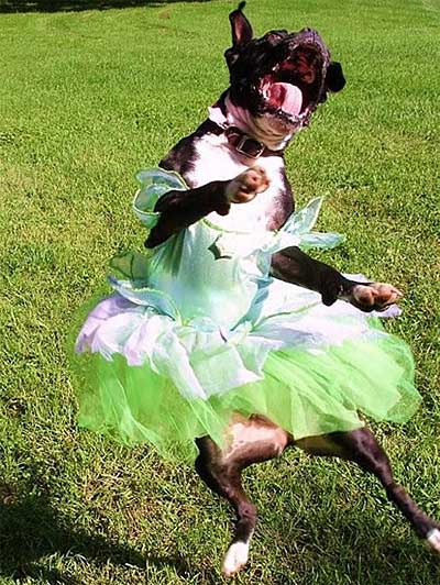 Dog_in_a_Dress_Michelle_Oba.jpg