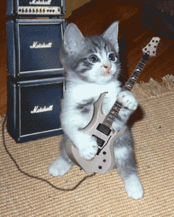 guitar-cat.gif