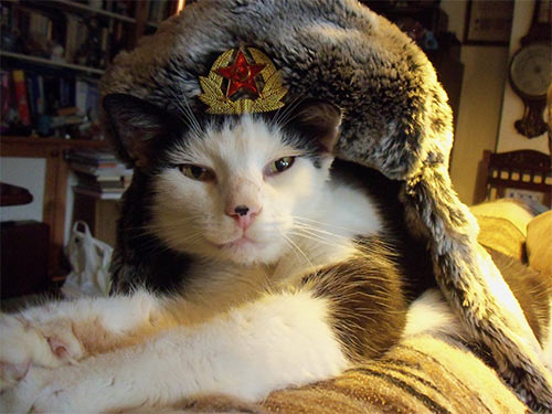 Cat_Comrade.jpg