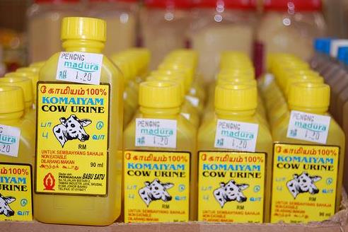 cow-urine-drink2.jpg