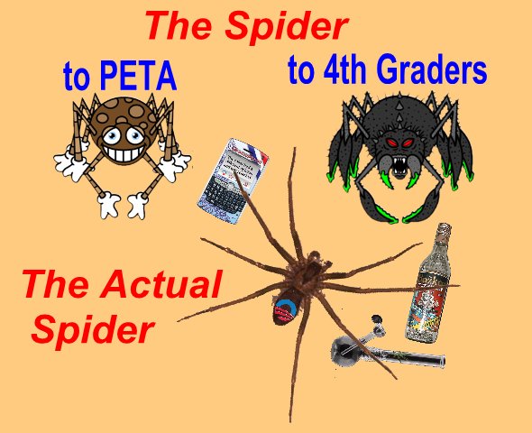 Spiders1.jpg