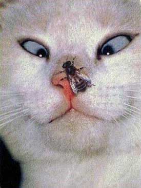 cat-fly-nose.jpg