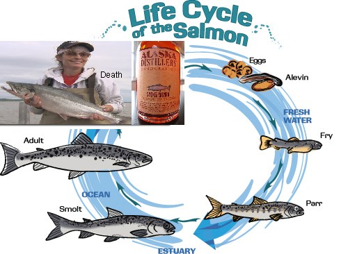 lifecycle_of_salmon.jpg