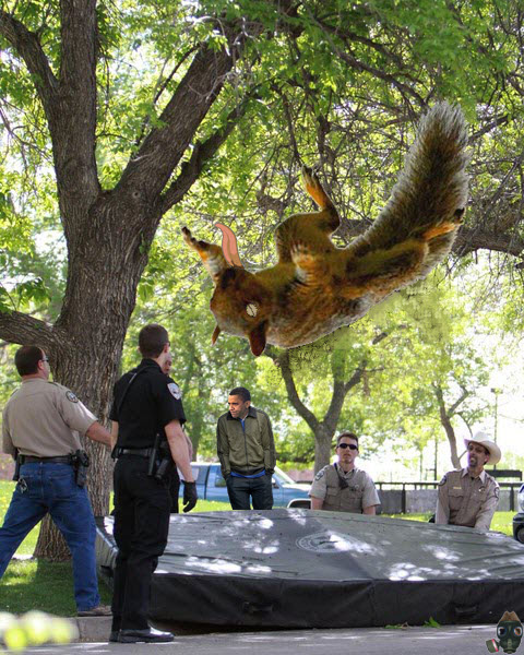 squirrel-falls.jpg