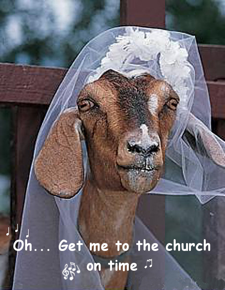 goat bride.jpg